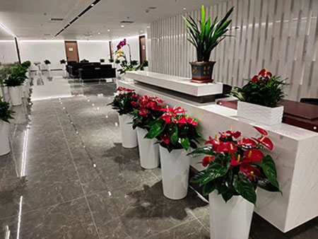 北京办公室绿植租赁,品种齐全货鲜质优基地直供,先服务后收费,免费上门设计-免费上门维护-免费更换绿植-免费赠送一个月!