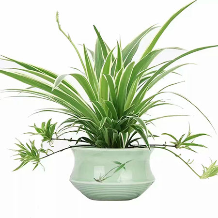 专门为中小企业提供绿植租赁服务的一家公司，专业提供各种绿植租赁、绿化养护服务。公司秉承客户至上、品质为先的服务理念，服务周到!