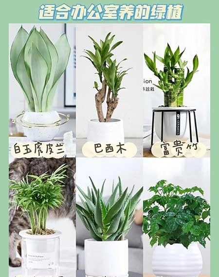 办公室花卉租摆