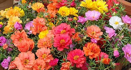 室外养的花
