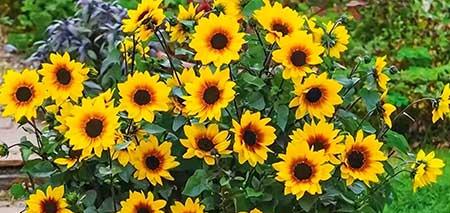 室外养的花