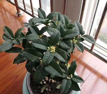 室内可以养桂花盆栽吗