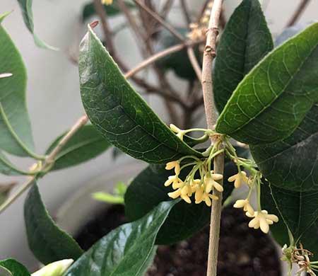 室内可以养桂花盆栽吗