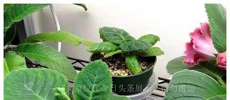 套房适合养什么绿植