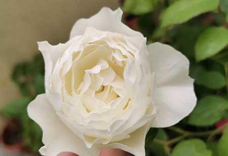 室内能养的花