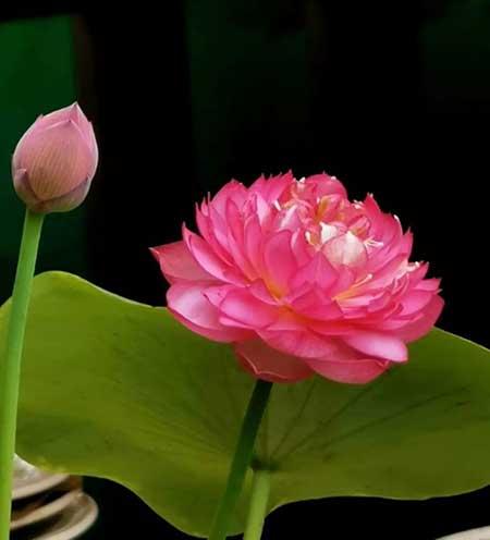 室内能养的花