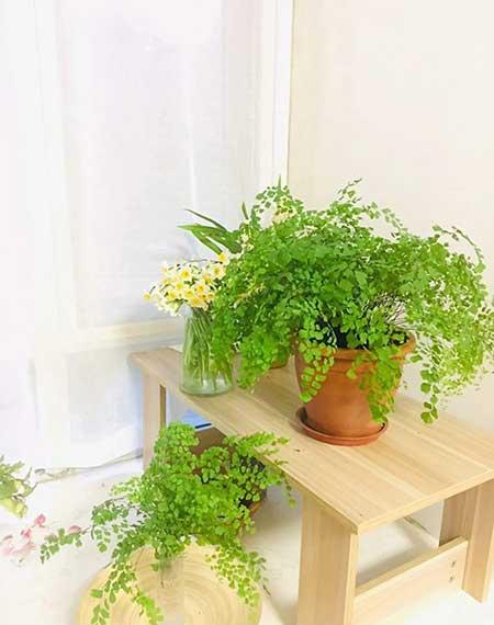室内能养的花