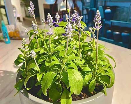 适宜在卧室养的花