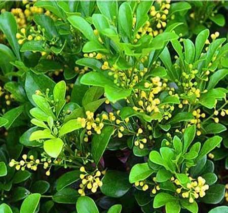 适合夏天阳台养的花