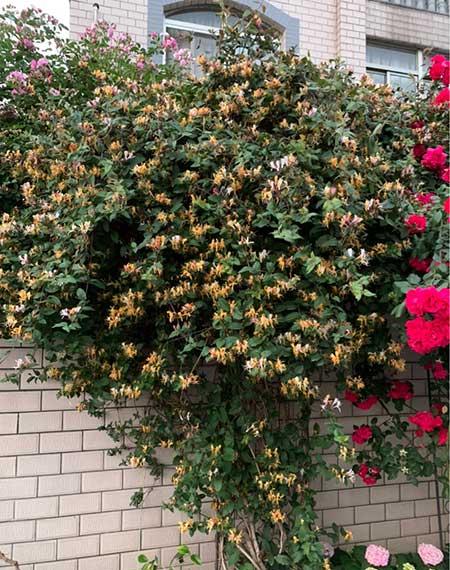 爬墙好养活的花