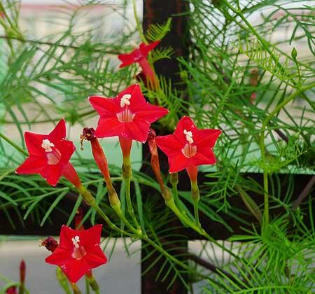 爬墙好养活的花
