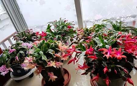 耐养的花