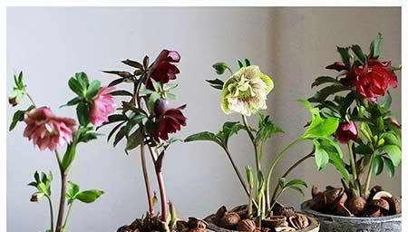 耐养的花