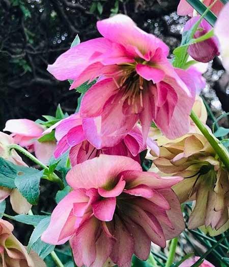 耐养的花