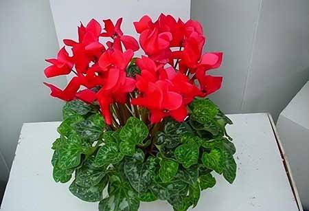 耐养的花