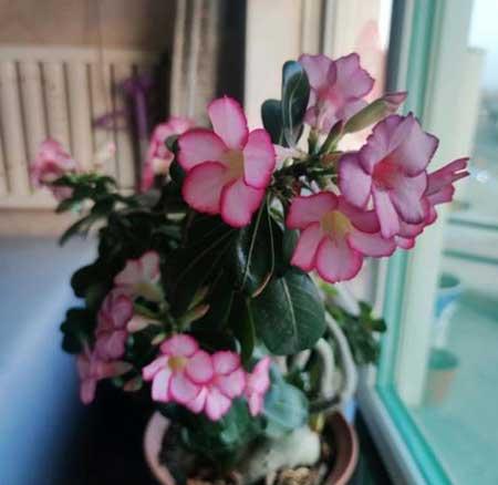 玫瑰花专用土可以养哪些花