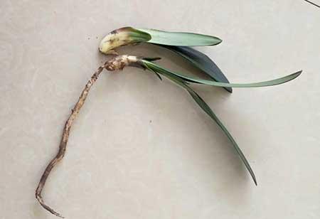 绿植移栽后怎么养护