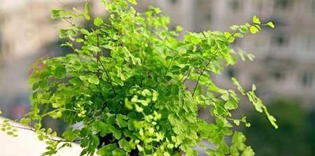 绿植铁线蕨怎么养