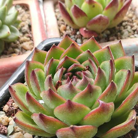绿植的养殖方法