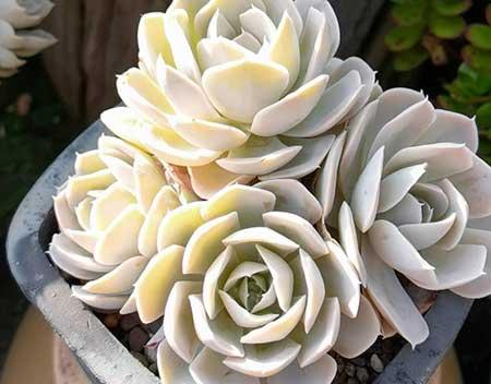 绿植的养殖方法