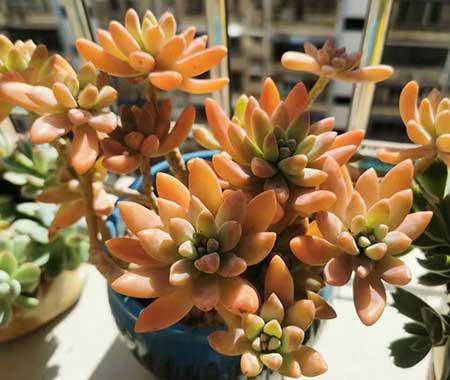 绿植的养殖方法