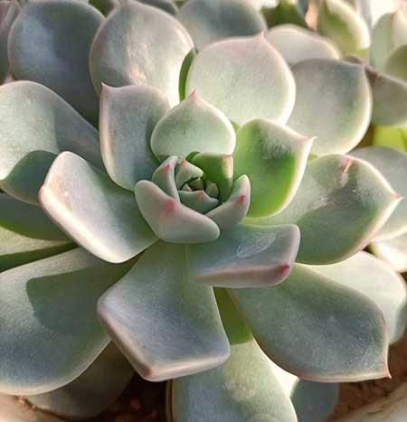 绿植的养殖方法
