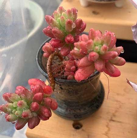 绿植的养殖方法
