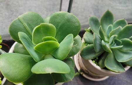 绿植的养殖方法