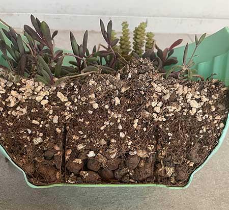 绿植的养殖方法