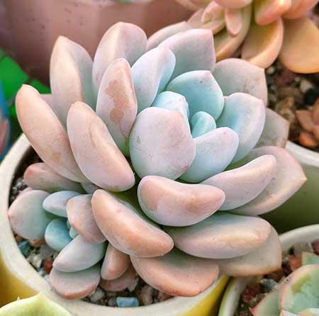 绿植的养殖方法