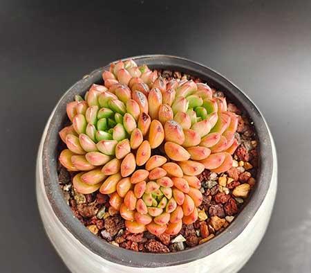 绿植的养殖方法