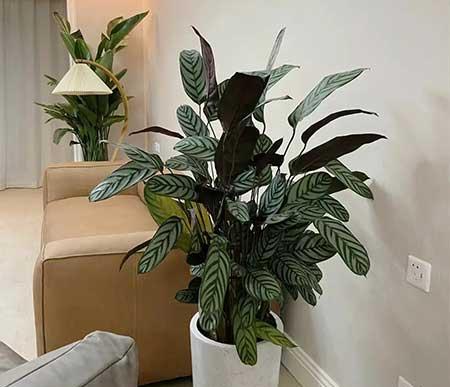 客厅可以养的花有哪些
