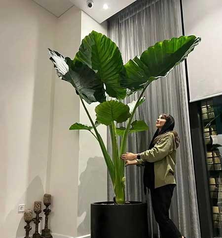 客厅可以养的花有哪些