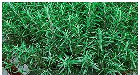家里养什么花防蚊虫