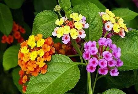 怀孕不能养的花