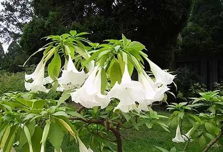 怀孕不能养的花