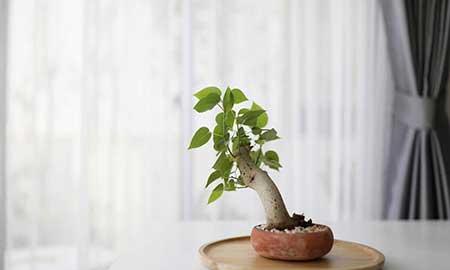 花卉菩提树的养殖方法