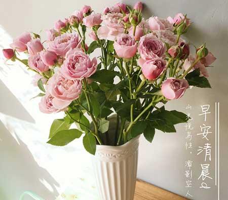 多头玫瑰盆栽怎么养