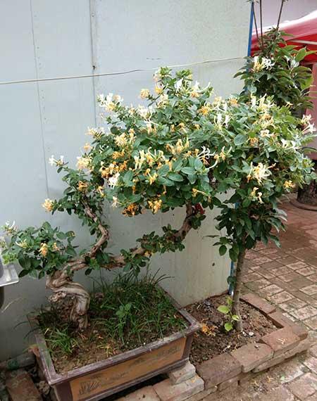 北方容易养的花