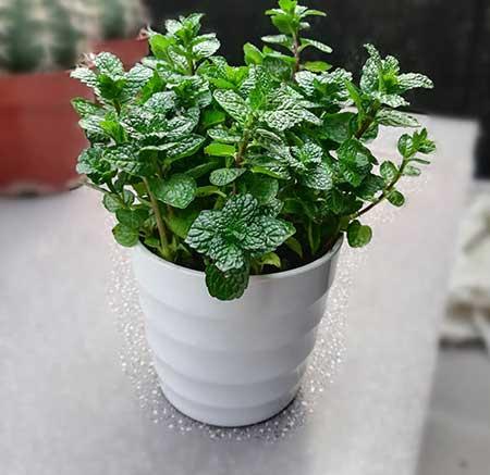 卧室养什么绿植最好