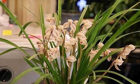 卧室养什么绿植最好