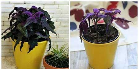 水培天鹅绒花养殖方法