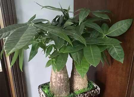 属牛人养什么花
