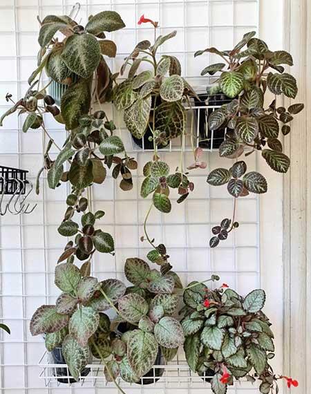 室内花卉养殖方法和注意