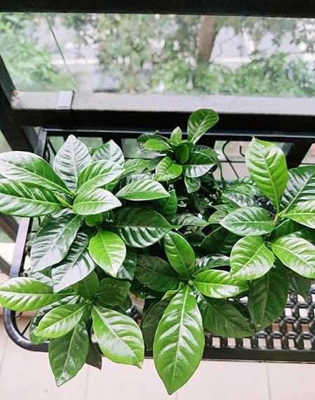 适合阳台花盆养的花