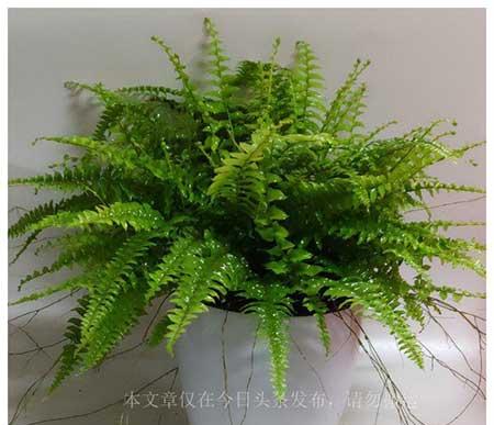 什么花适合卫生间养