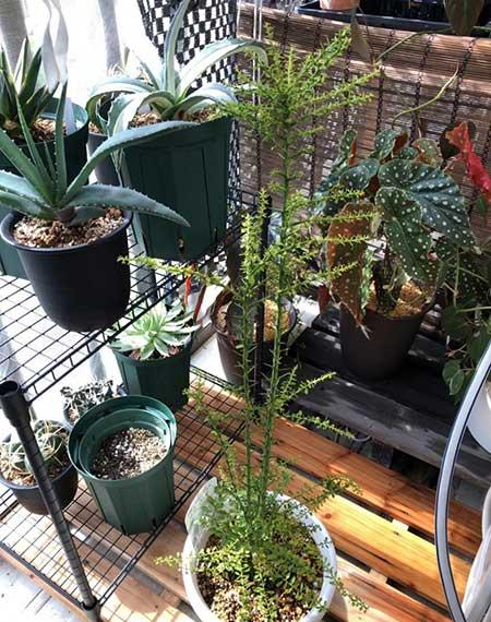 柠檬花适合在家养吗