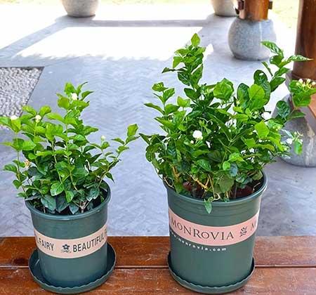 那种绿植适合养室内