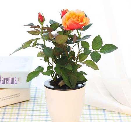 玫瑰绿植怎么养