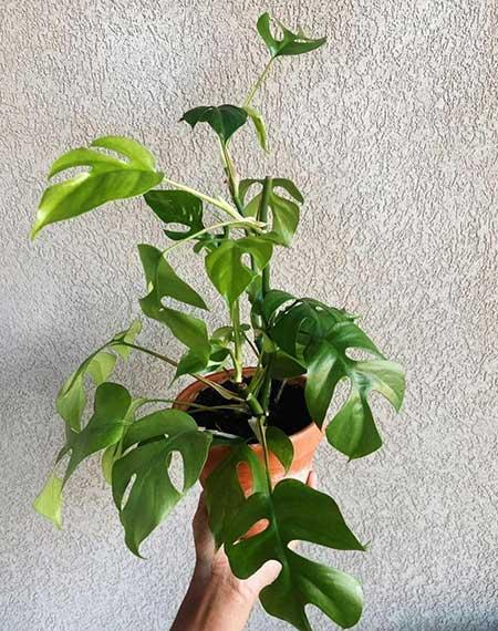 办公室可以养的花